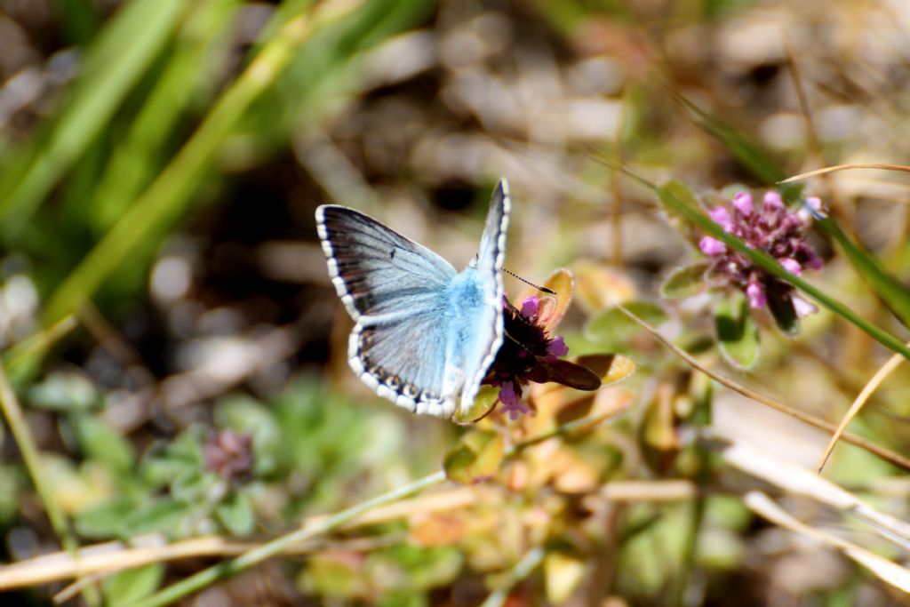 Polyommatus (Lysandra) coridon